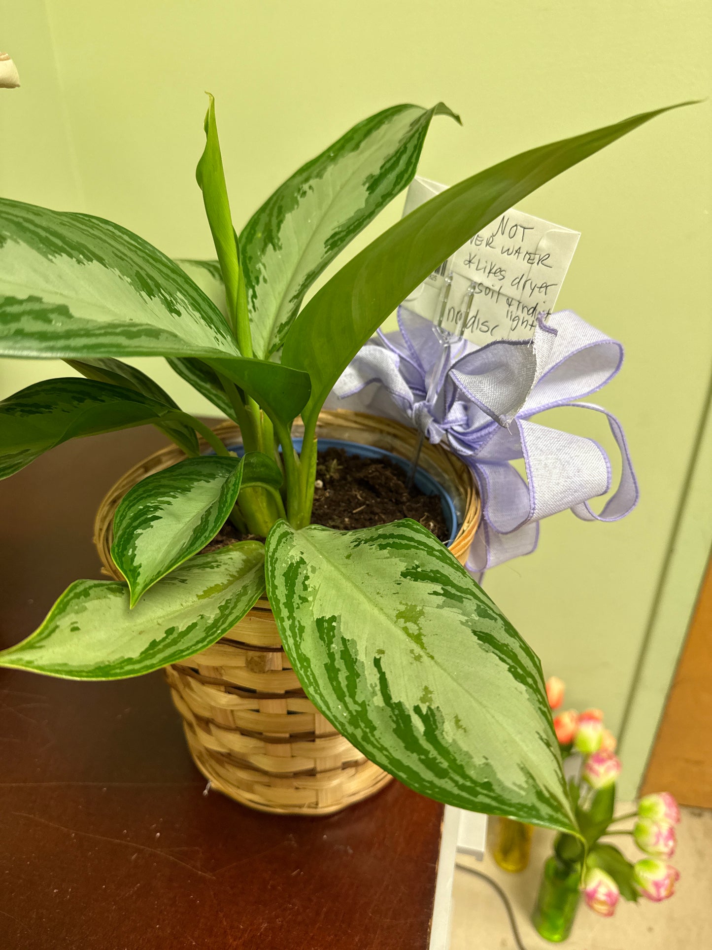 Aglaonema (Chinese Evergreen)