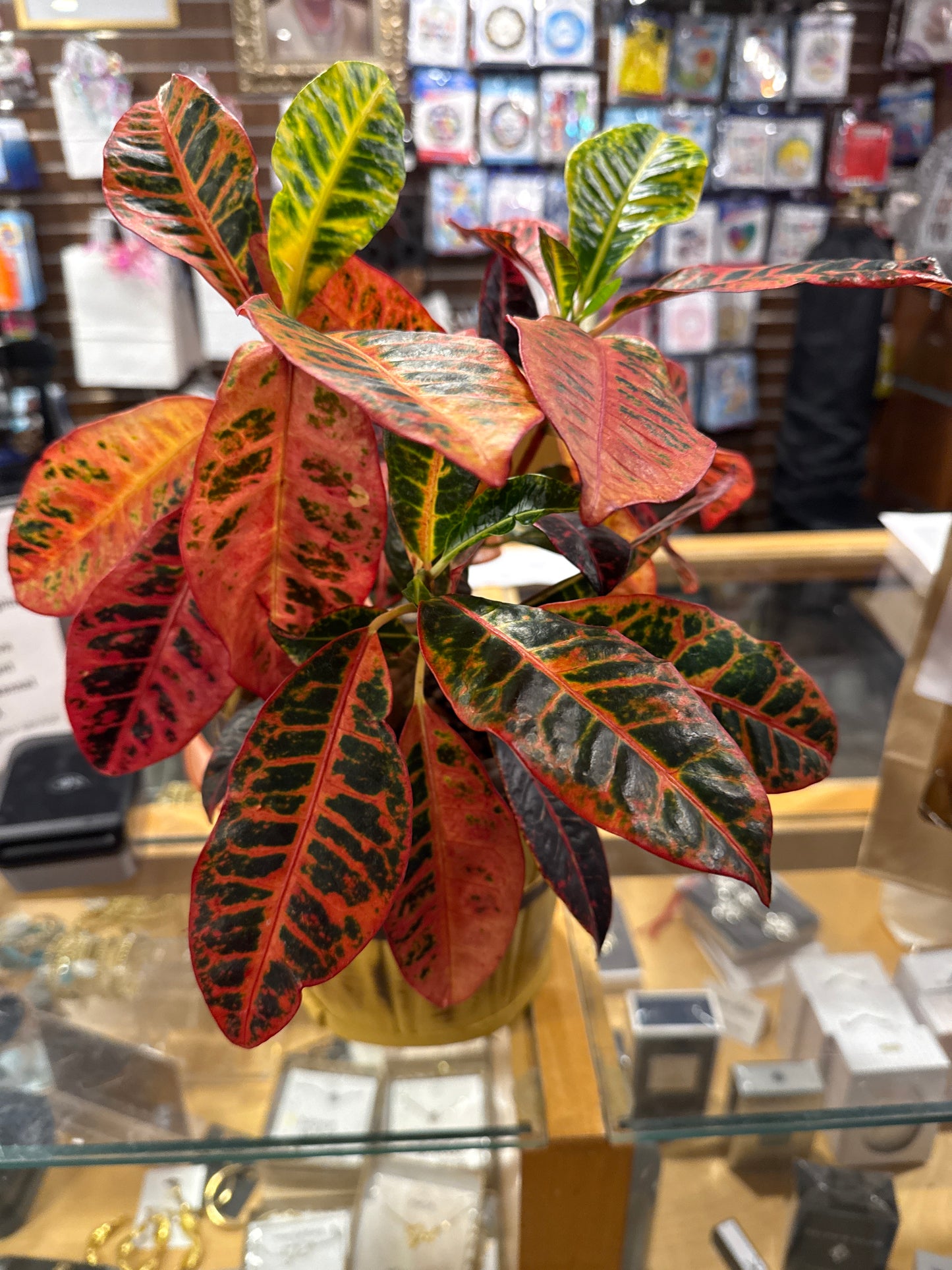 Croton