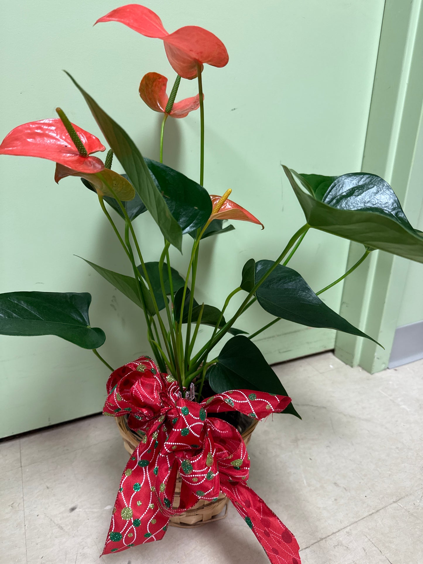 Red Anthurium/Flamingo Flower