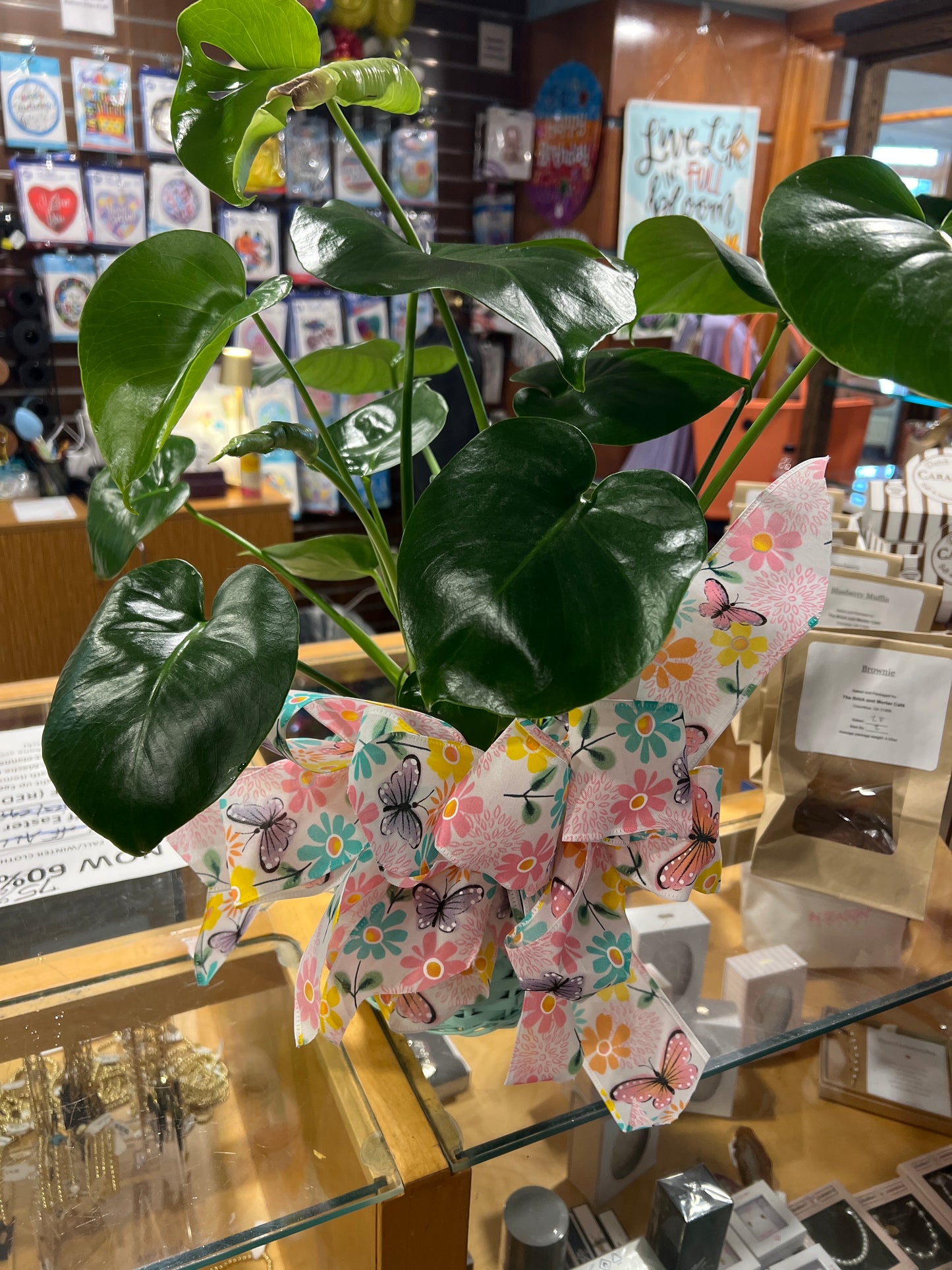 Split Leaf Philodendron