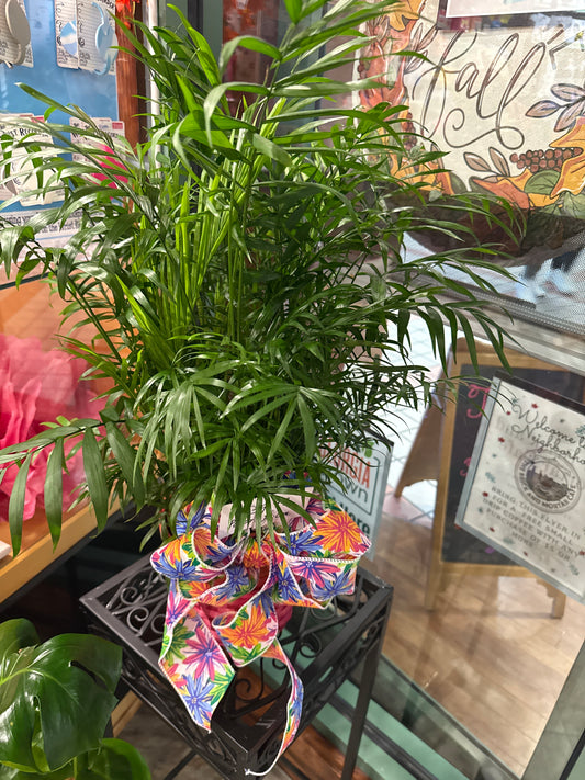 Parlor Palm