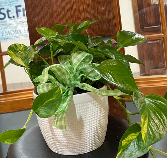 Devil's Ivy Golden Pothos Indoor Plant-$29.99
