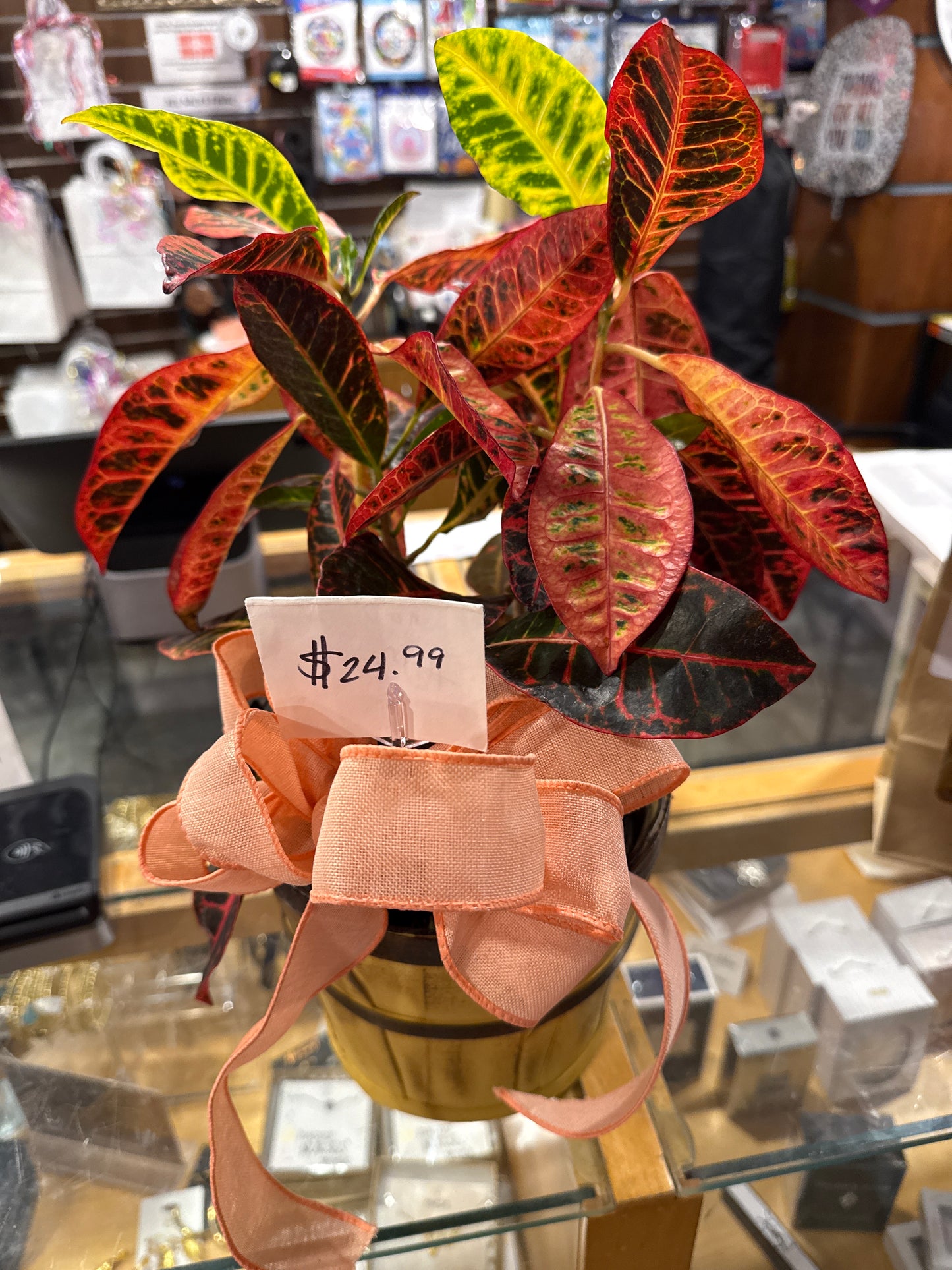 Croton