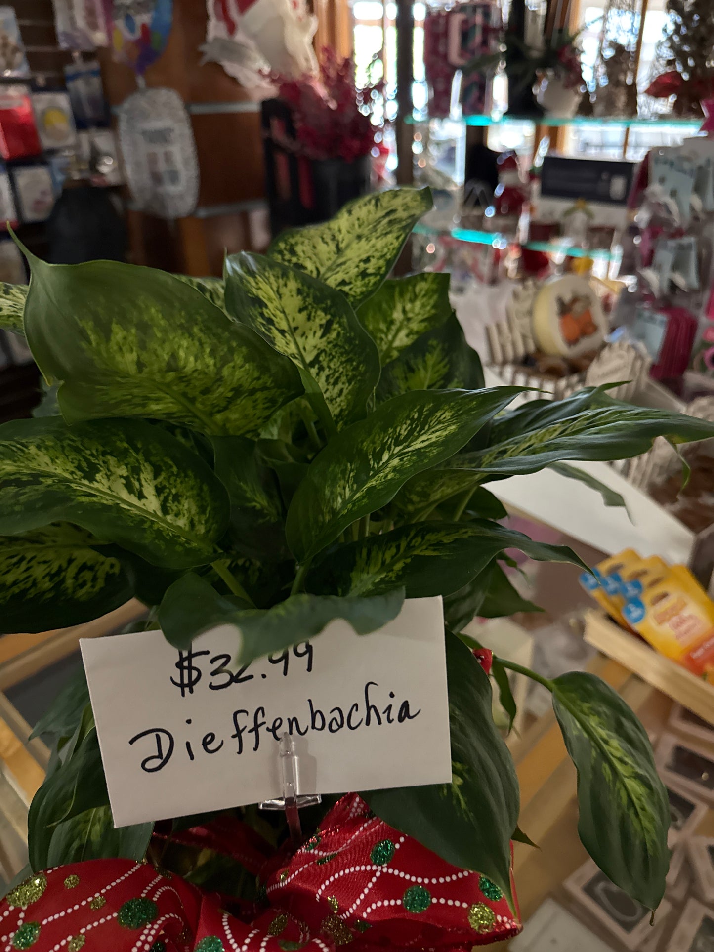 Fresh Floral- Dieffenbachia $32.99