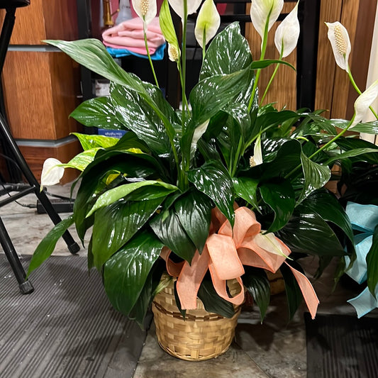 Peace Lily Large Plant in Basket-$35.99