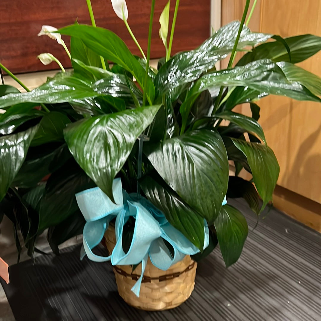 Peace Lily Large Plant in Basket-$35.99