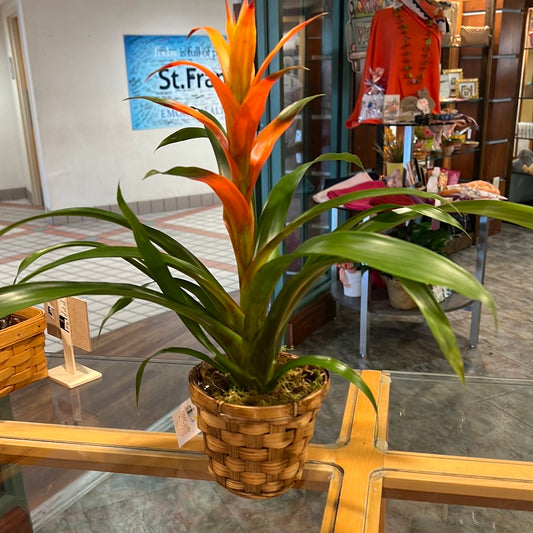 Plant-4” Bromeliad in Basket