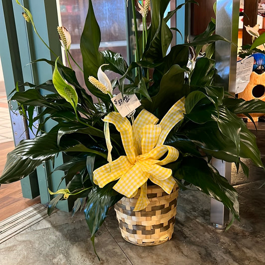 Jumbo Peace Lily