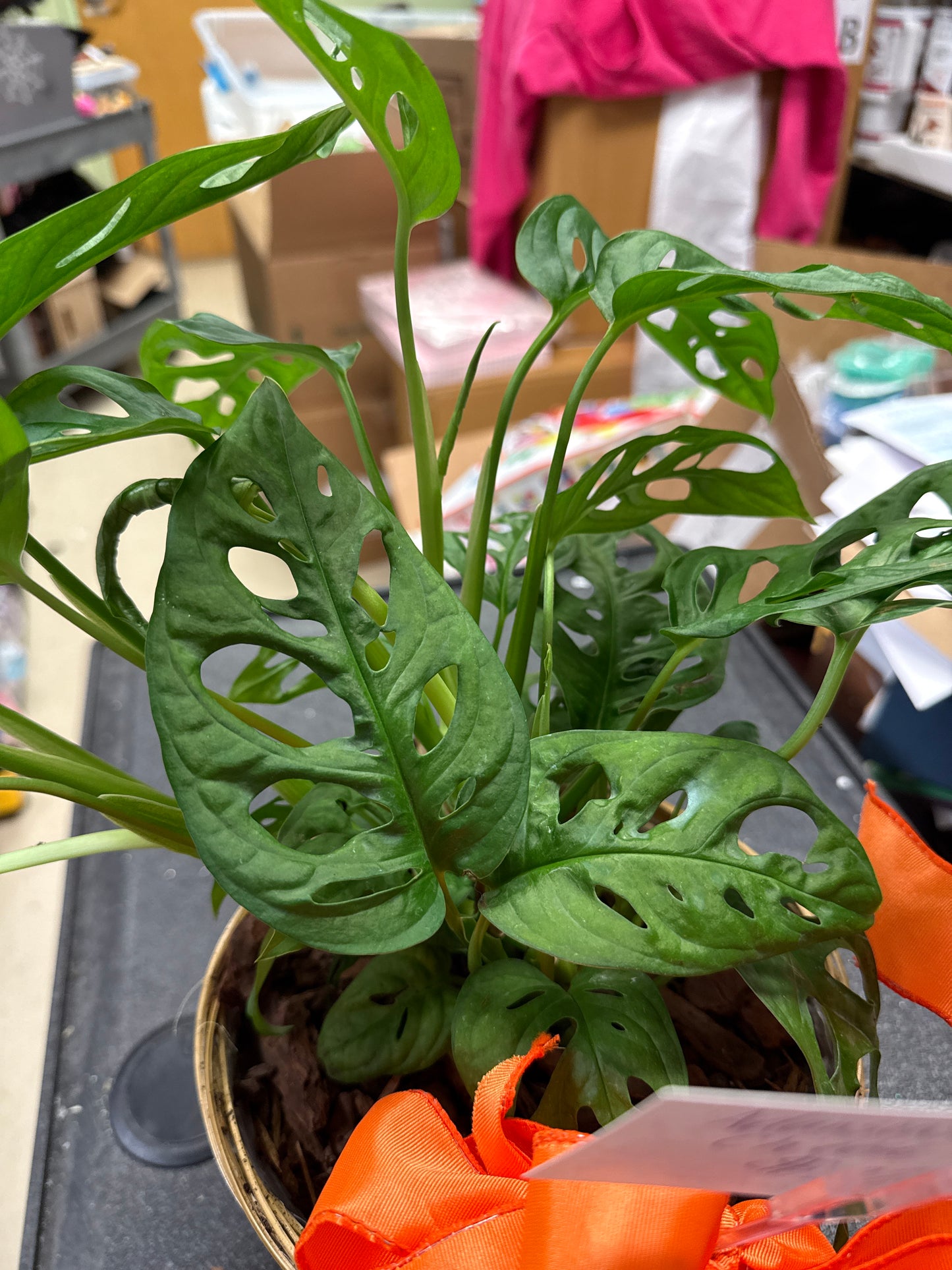 Adanson’s Swiss Cheese Plant