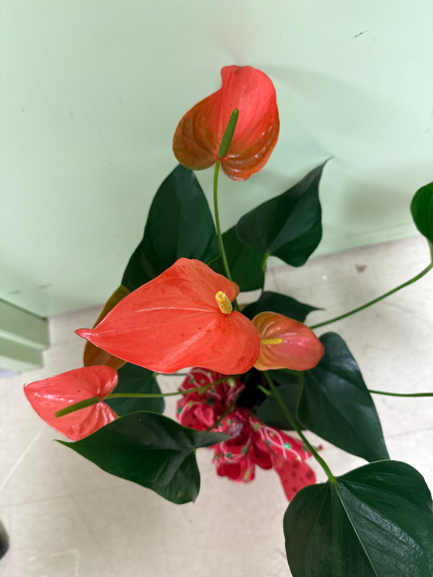 Red Anthurium/Flamingo Flower