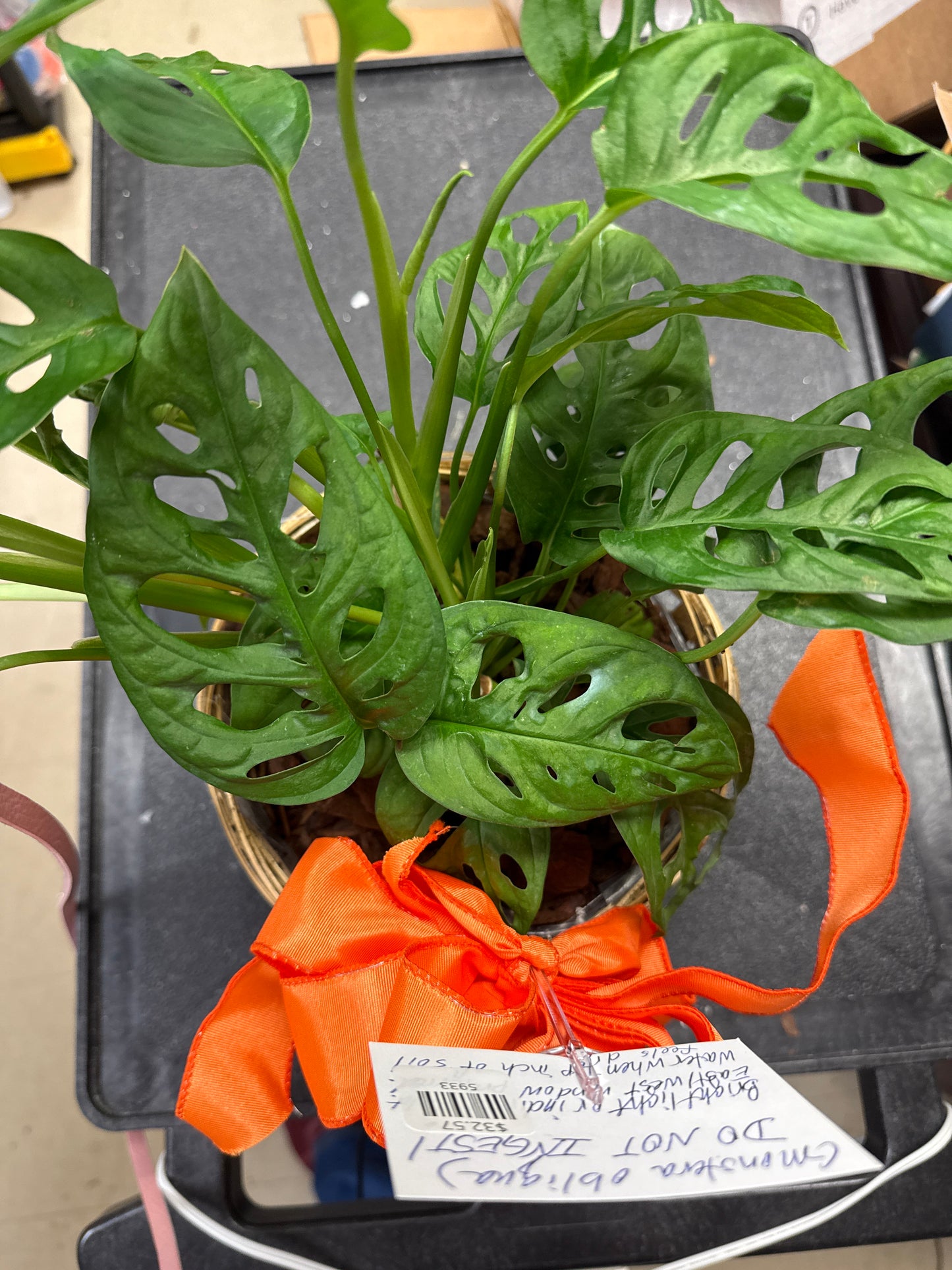 Adanson’s Swiss Cheese Plant