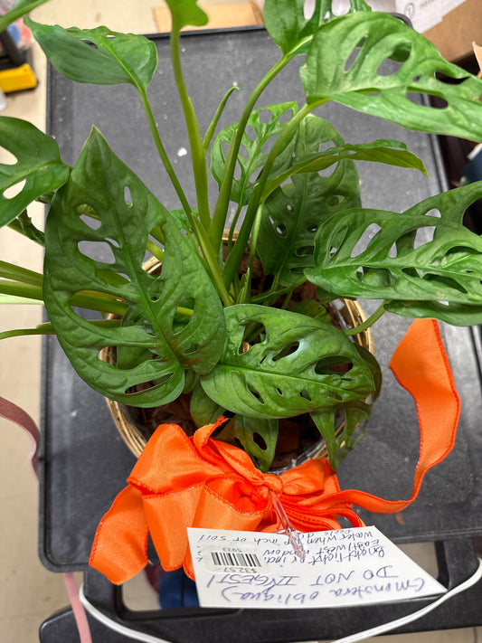 Adanson’s Swiss Cheese Plant