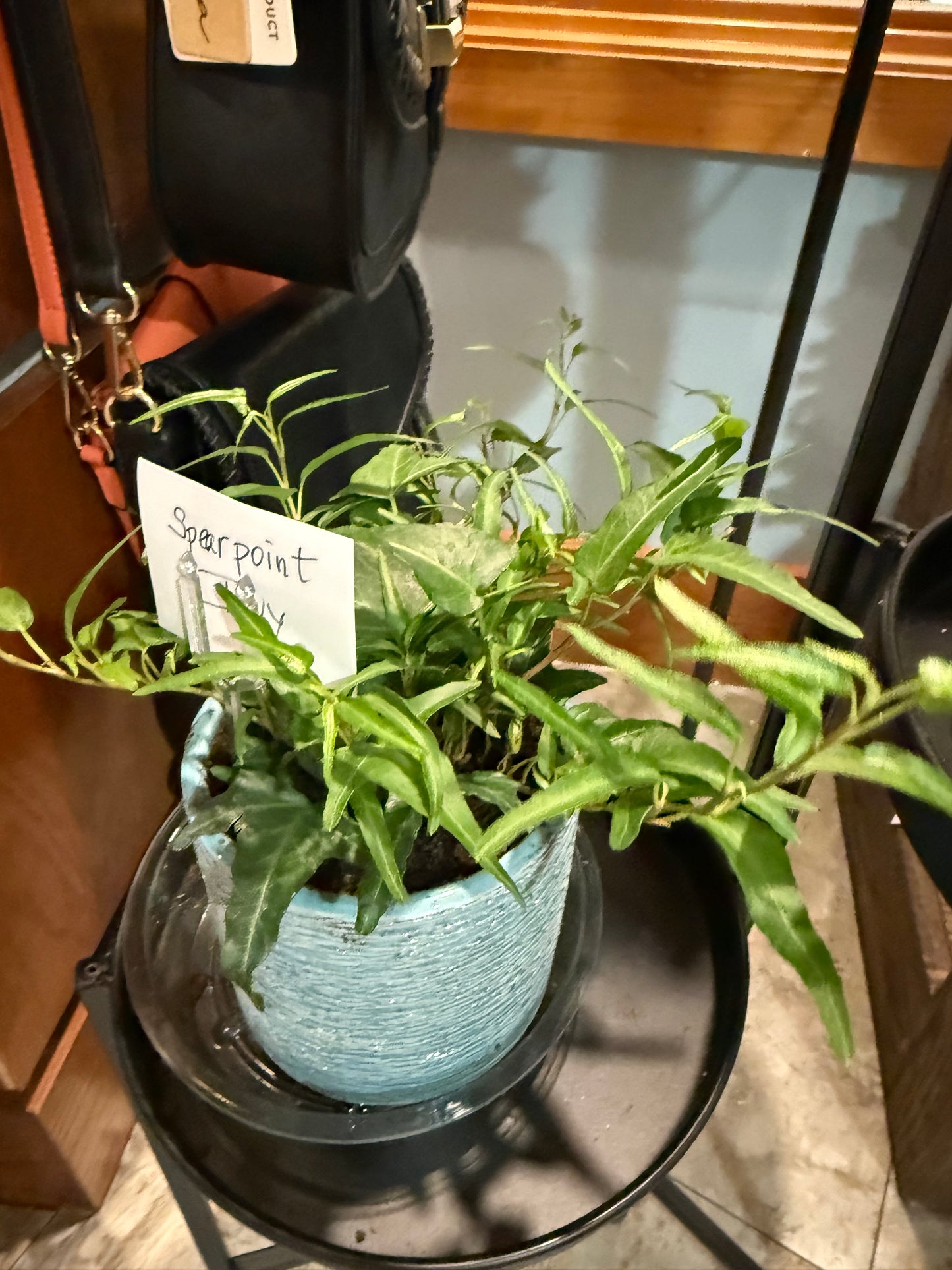 Tropical Plant in Blue Ceramic Pot
