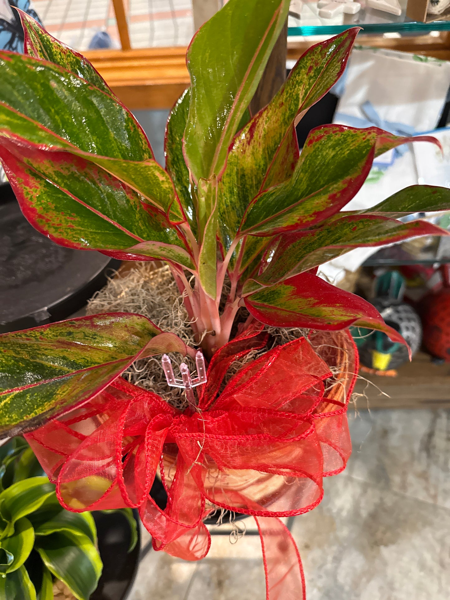 Aglaonema (Chinese Evergreen)