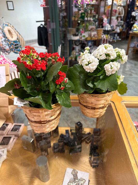 4" Flowering Kalanchoe