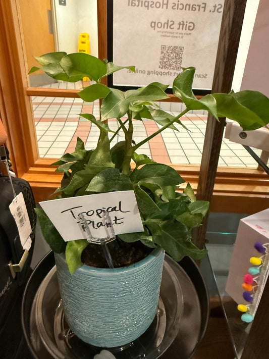 Tropical Plant in Blue Ceramic Pot