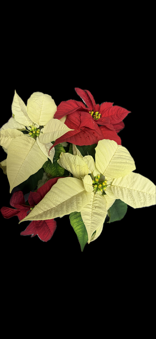 Poinsettia Planter
