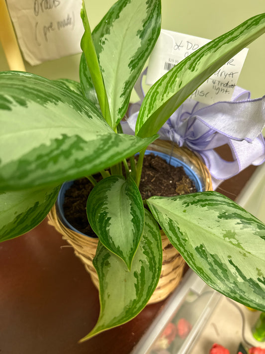 Aglaonema (Chinese Evergreen)