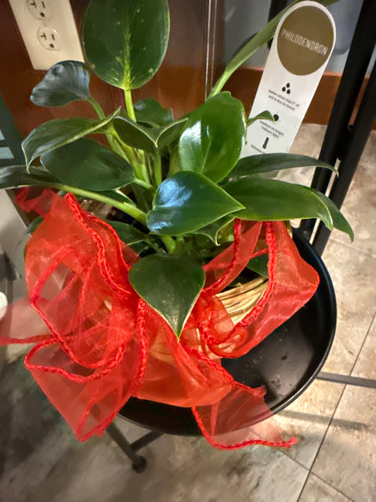Philodendron in basket