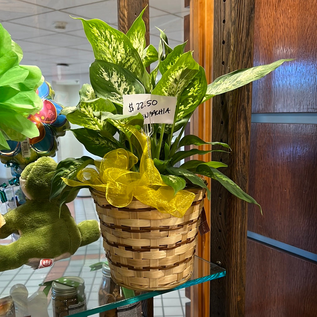 Fresh Floral- Dieffenbachia $32.99